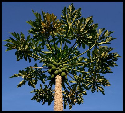 Papaya  tree (Carica papaya)