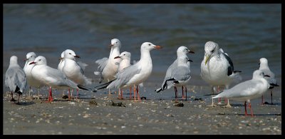 Slender-billed Gulls - Sur