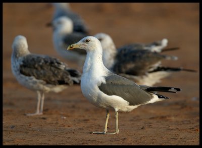 Lesser Black-backed Gulls (Heuglini) - Sur