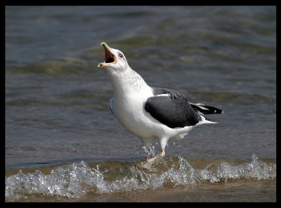 Heuglini Lesser Black-backed Gull - Sur