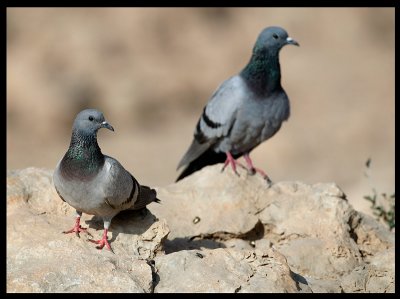 Rock Pigeons - Taqah