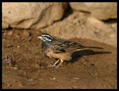 African Rock Sparrow - Taqah