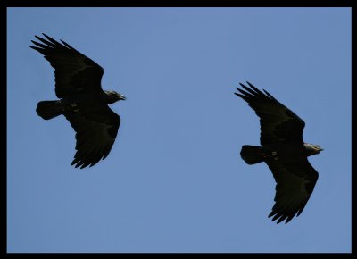 Fan-tailed Ravens - Eyn Hamran