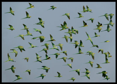 Ring-necked Parakeets- Sahnawt Farm Salalah Oman 2004