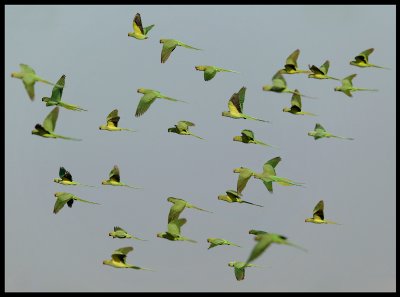 Ring-necked Parakeets - Sahnawt Farm Salalah