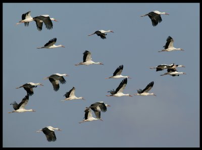 White Storks - Salalah