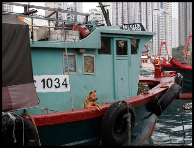 Living on the water itself are Hong Kong's boat people  (and dogs)