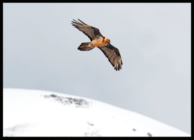 Lammergeier - Caucasus Georgia 2006