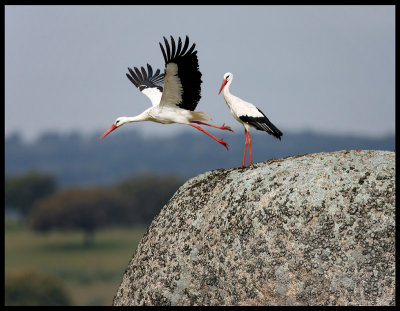 White Storks - Extremadura Spain 2007