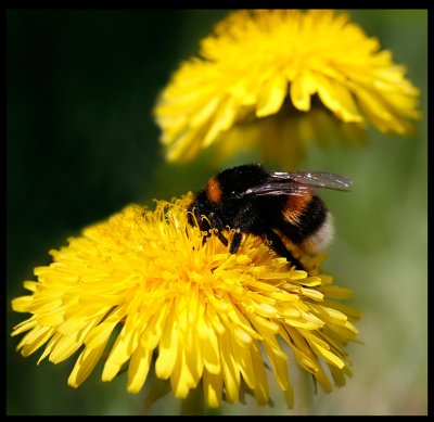 Jordhumla (Bombus lucorum) at my backyard  - Vxj 2007