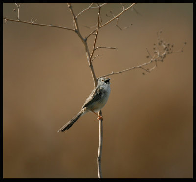 Graceful Prinia