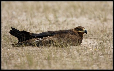 Steppe Eagel taking a rest ?? (Yes, it flew away when we approached)