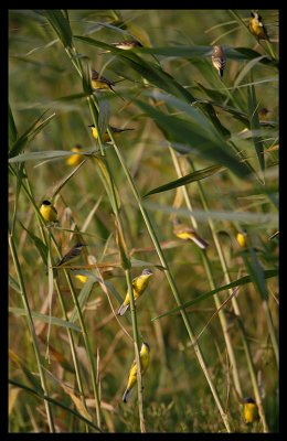 Yellow Wagtails seeking night shelter in the reed