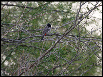 Red-vented Bulbul at Green Island