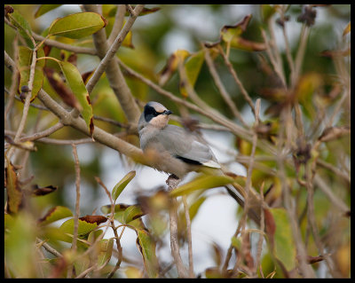 Hypocolius (yes it is a bird not a disease) - Green Island