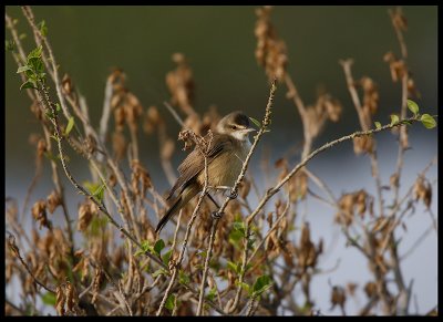 Great Reed Warbler - Green Island
