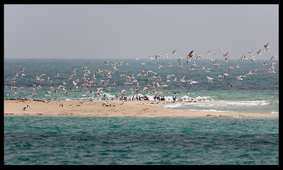 The waters outside Zour Port is good for seabirds
