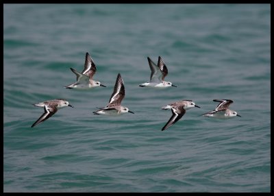 Sanderlings - soon time to leave for the arctic