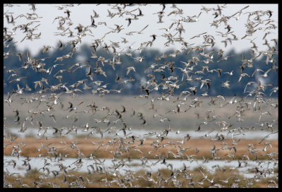 Waders gathering close to land on high tide