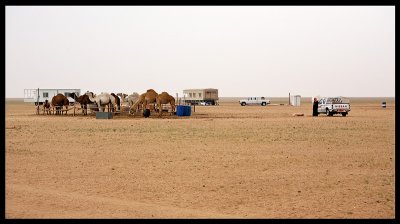 Bedouines near western Iraqi border