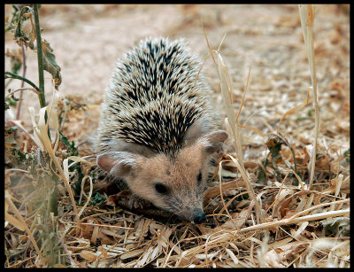 Long-eared Hedgehog (Hemiechinus auritus) - Al Abraq Oasis