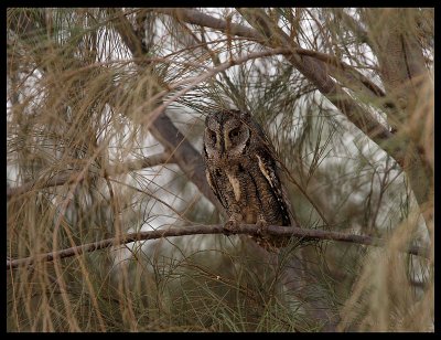 Scops Owl - Al Abraq oasis