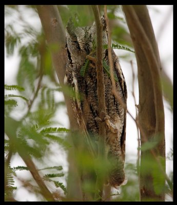 Scops Owl trying to hide (yes it is difficult to find) - Al Abraq oasis
