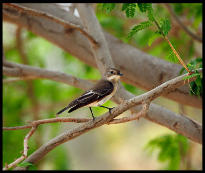 Female Semi-collared Flycatcher - Al Abraq oasis