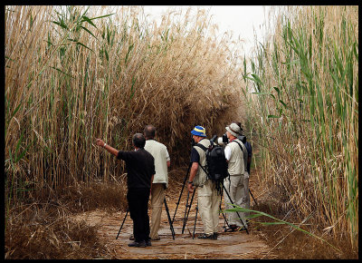 Looking for the Clamorous Reed Warbler (a needle in the haystack for some!)