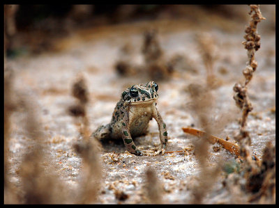 Our favourite frog - Green Toad (Bufo viridis)