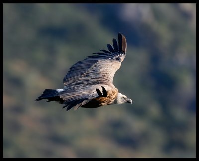 Eurasian Griffon Vulture - Monfrague Spain 2007