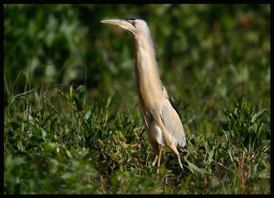 Little Bittern