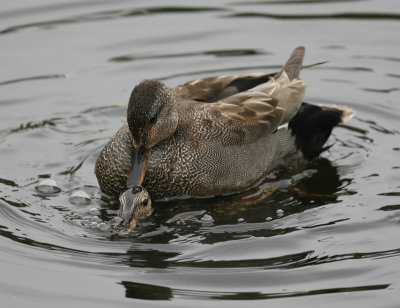 Hard to be a gadwall female durig mating! - Hornborgalake Sweden 2007