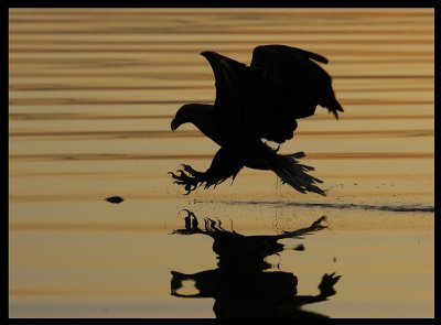 White-tailed catching fish in sunset