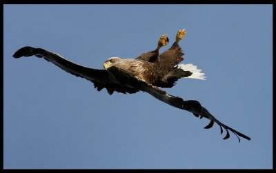 Where are the fish??? White-tailed Eagle falling quickly down to sea level