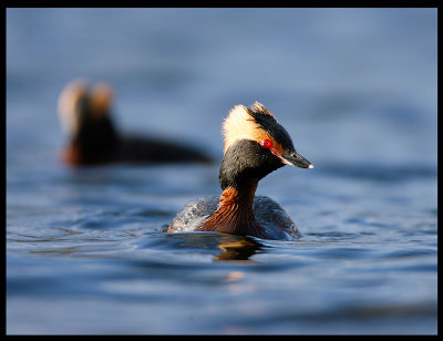 Slavonian Grebes - Frosta Nord-tröndelag