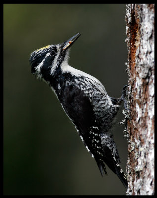 Male Three-toed Woodpecker - Norway
