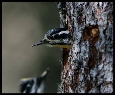 Three-toed Woodpecker male waiting for female to get out...