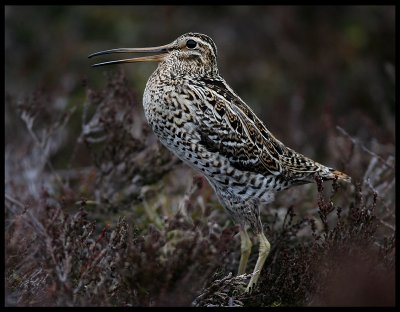 The Great Snipe Display at a fjell near Levanger