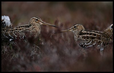 Great Snipe - one of four species gathering on a lek