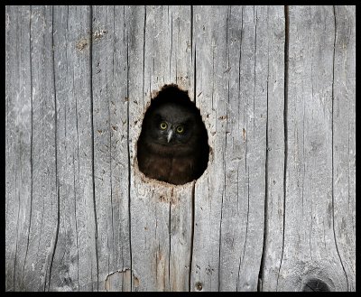 A curious young Tengmalm`s Owl