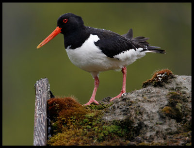 A wet day at the roof - Oystercatcher Norway
