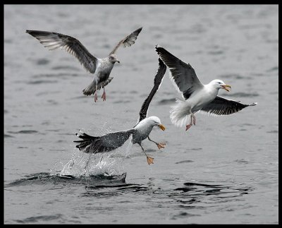 Unhappy landing -Great Black-backed Gulls