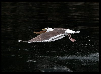 Great Black-backed Gull catching Flying fish??