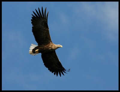 White-tailed Eagle soaring