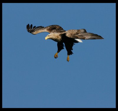 White-tailed Eagle going down