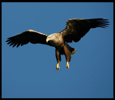 White-tailed Eagle approaching