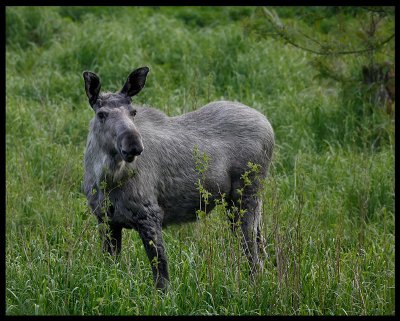 Young pale moose - Jössund Flatanger