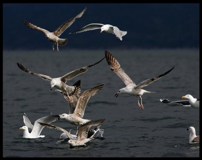 Gulls gathering around our boat