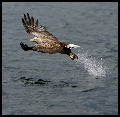 White-tailed Eagle catching fish - Norway
